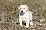 LABRADOR 619